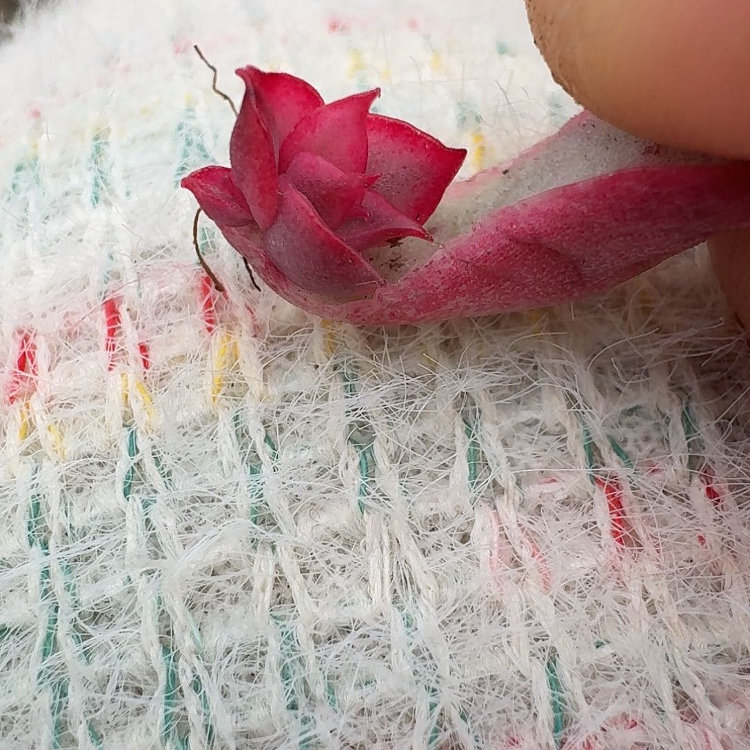 佛洛瑞安娜覆轮一物一拍