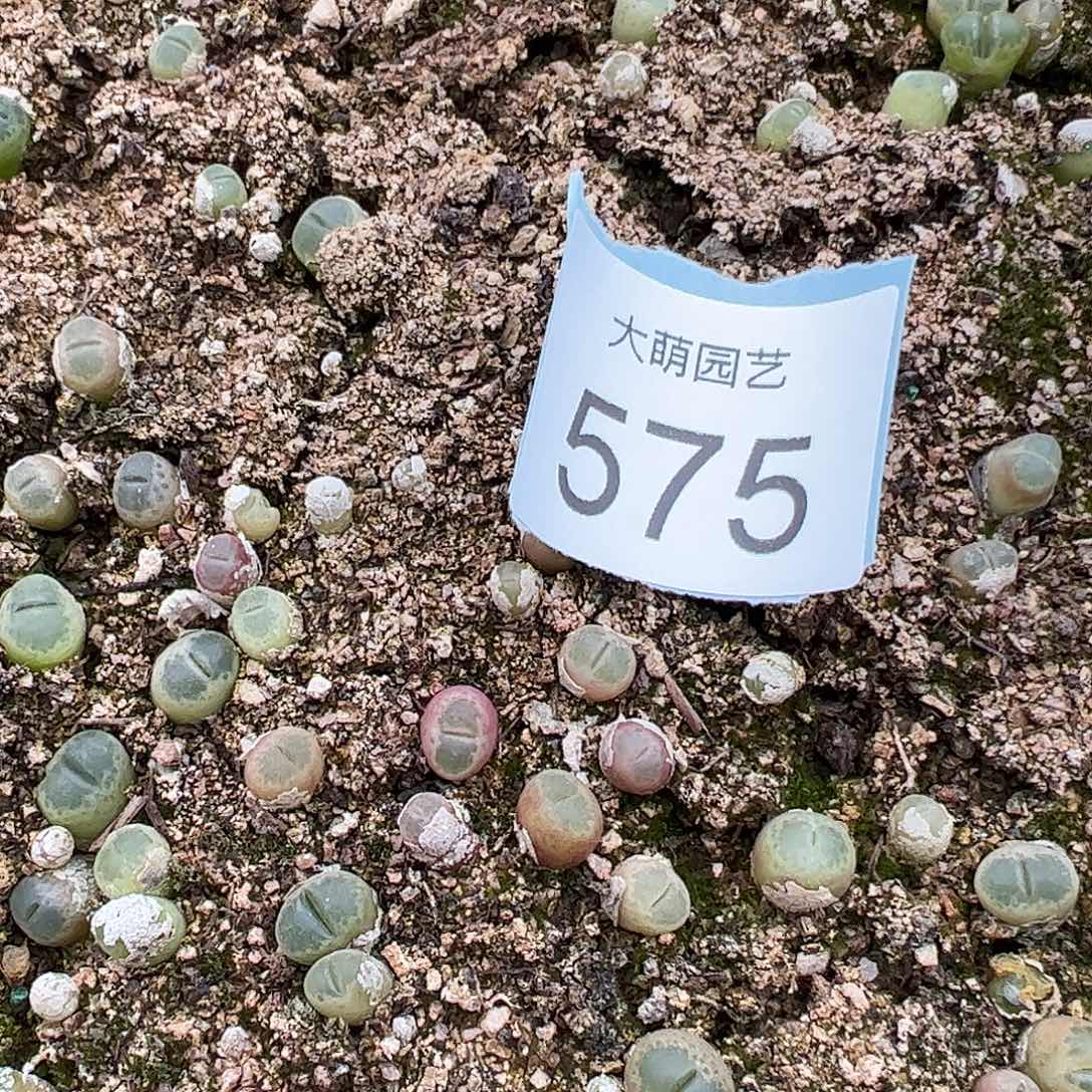 0000575量拍A1粉胖虎风铃3颗