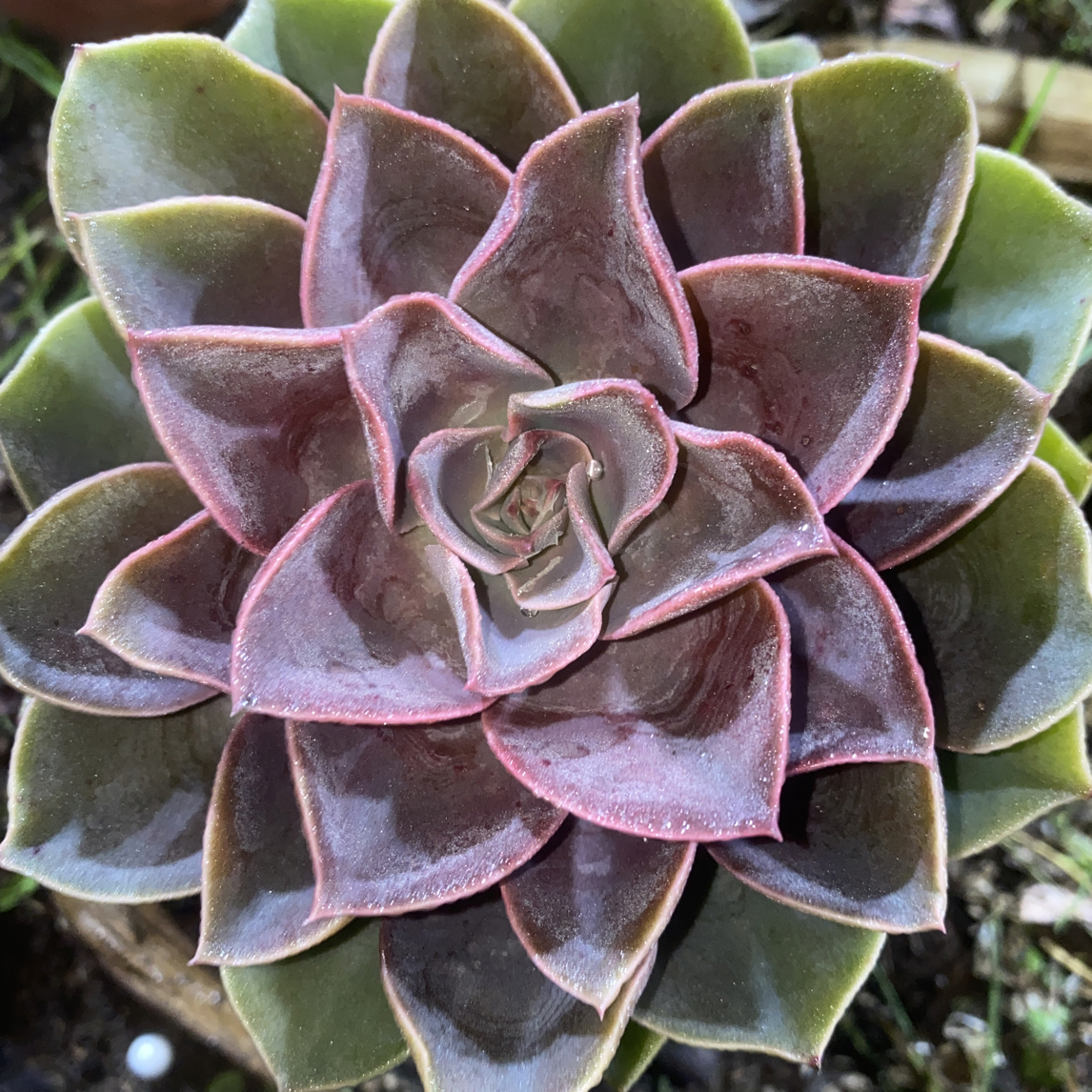 『紫气东来』多肉植物盆栽 全店满15包邮