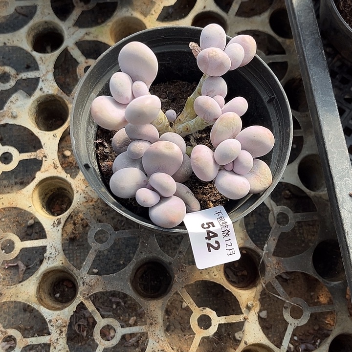 阿雅园艺。      542奶酪