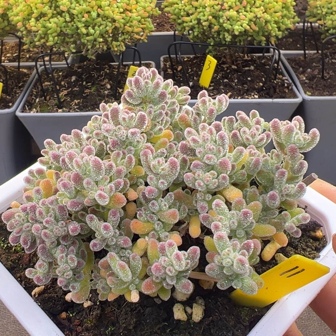 冰晶枝干11号10cm盆