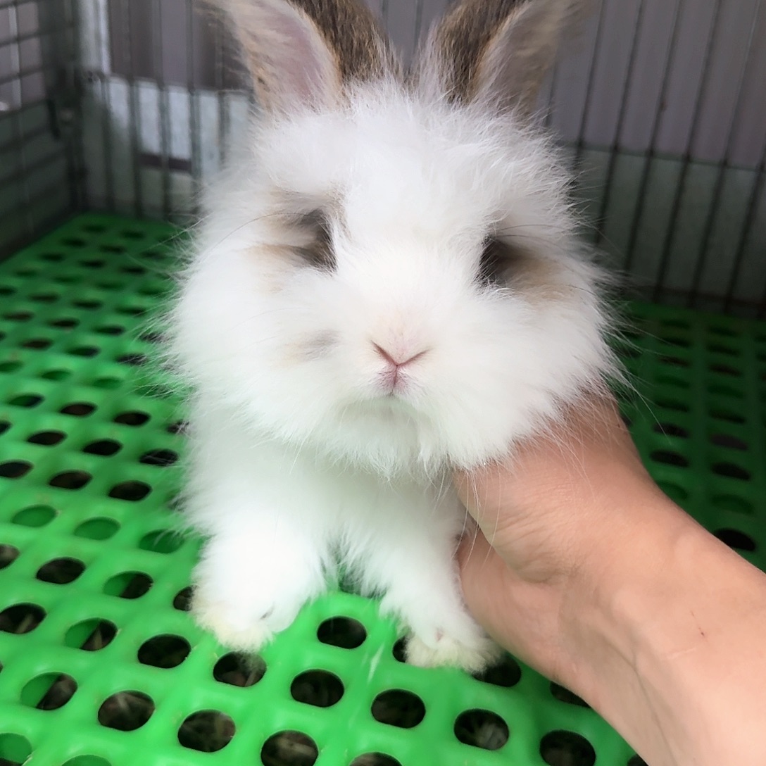 安哥拉碎斑 大烟熏 弟弟 