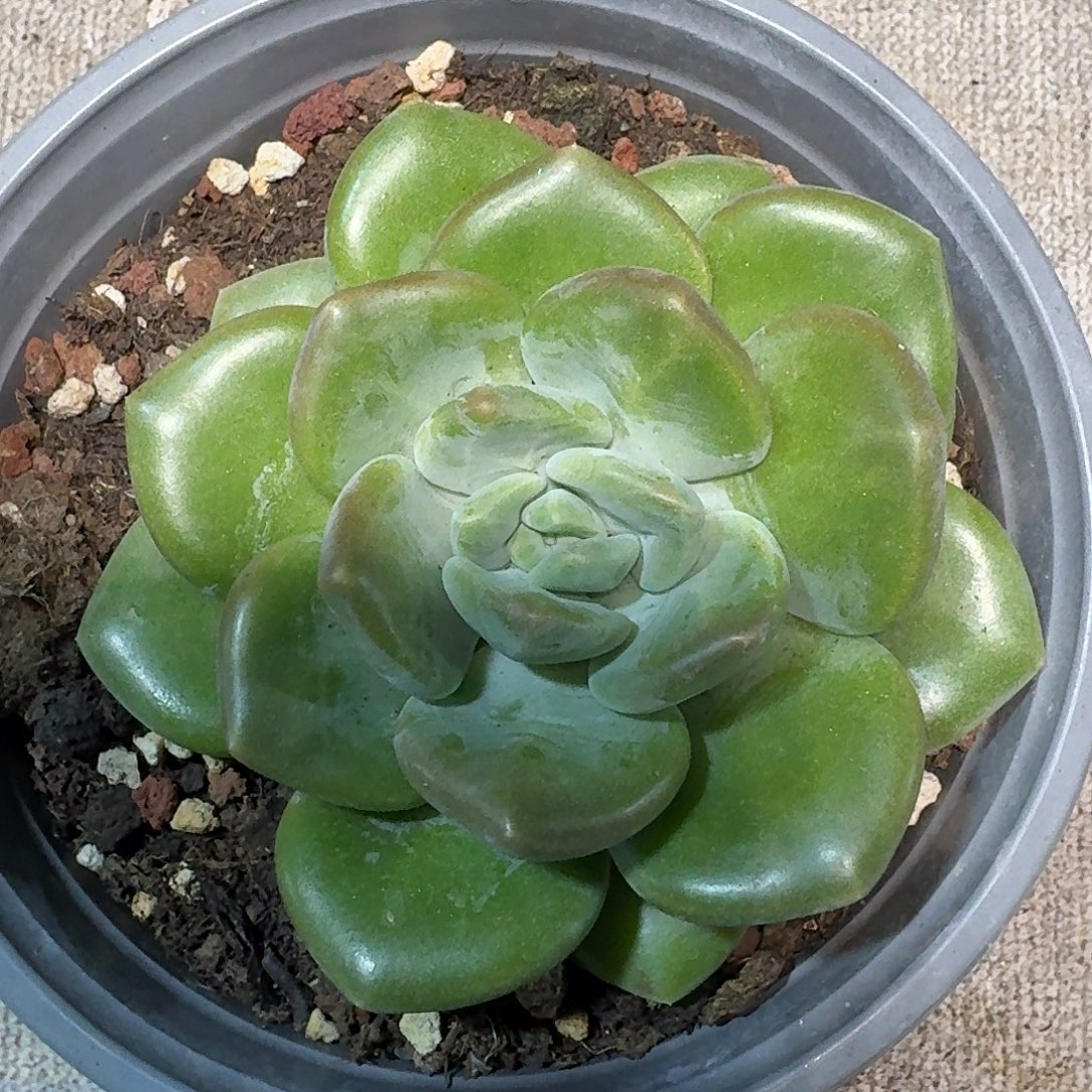 芒果冰。          