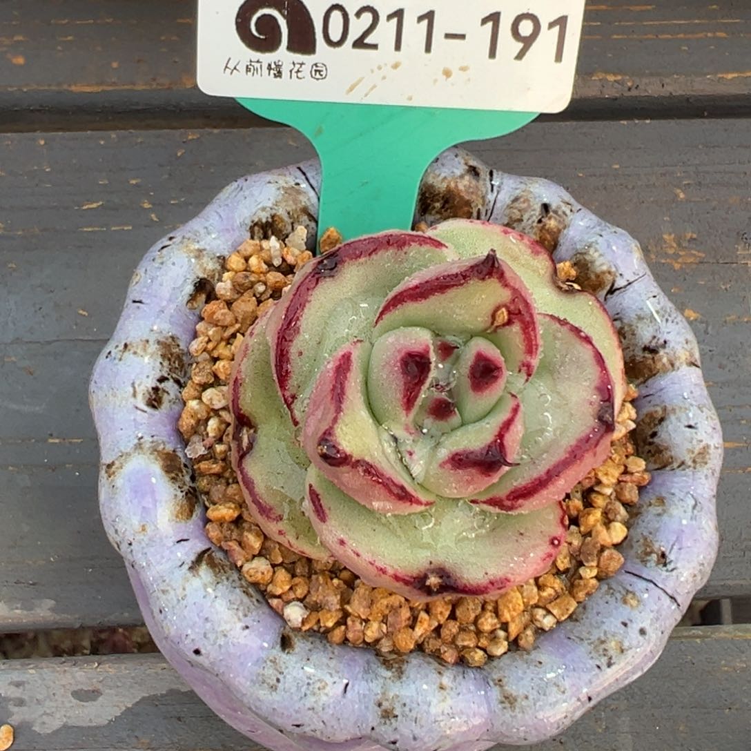 从前慢多肉精选编号0211.191