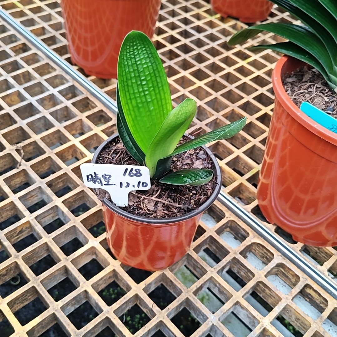 完全开放君子兰精品两年