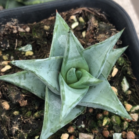 青瓷塔硬叶硬叶子
