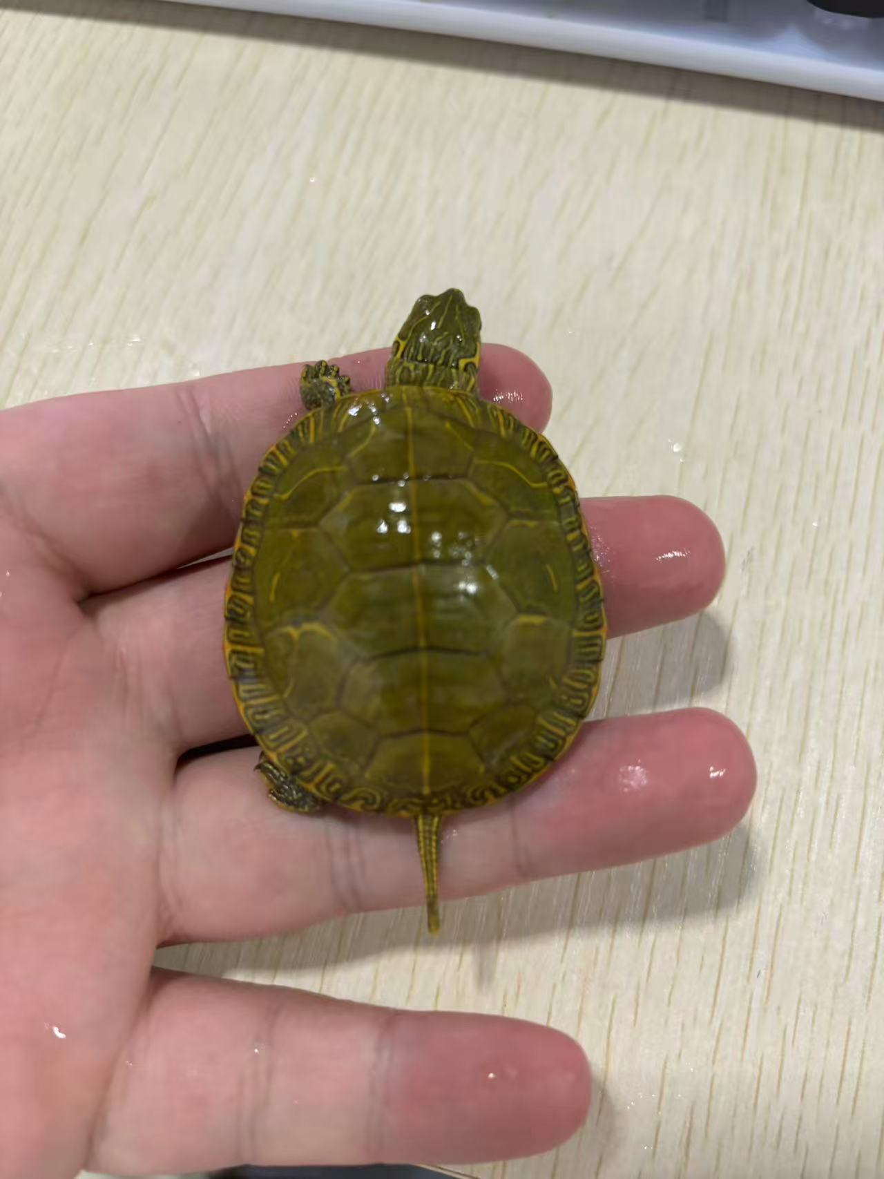 东杂西杂西锦全品卡4-6乌龟