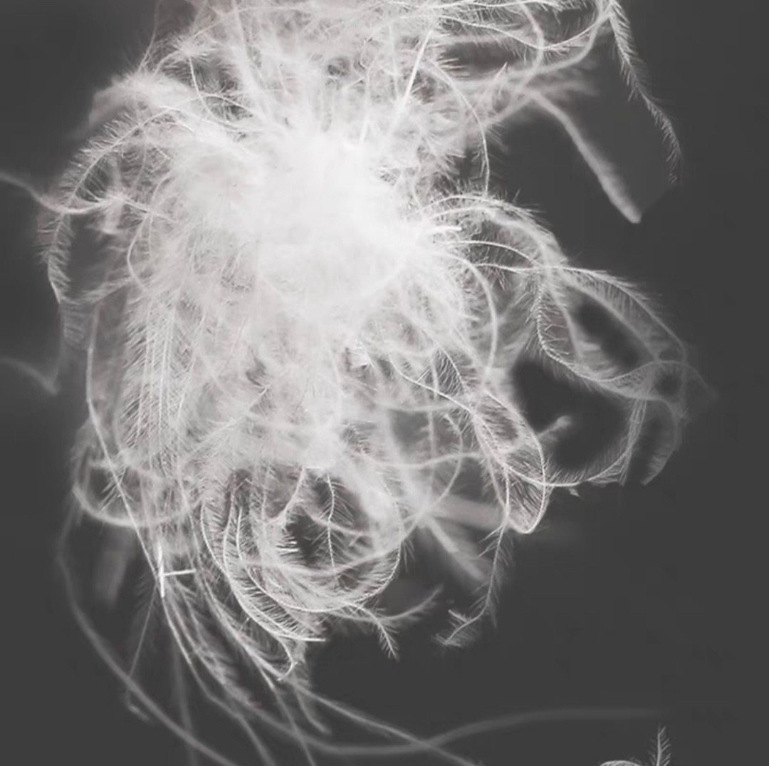 【散装羽绒】国标95%手挑大朵老鹅吊绒填充羽绒被壳自己羽绒原料