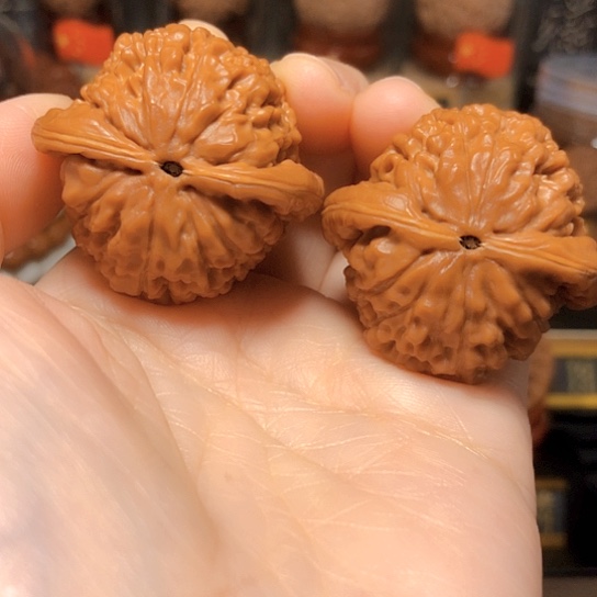 大***程精品野生：原桩莲花39尺