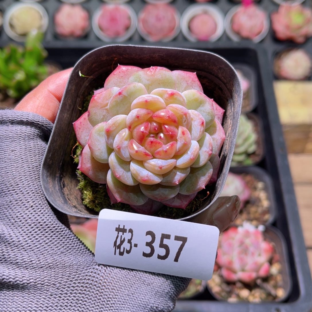 花03-357雪颜玉单头