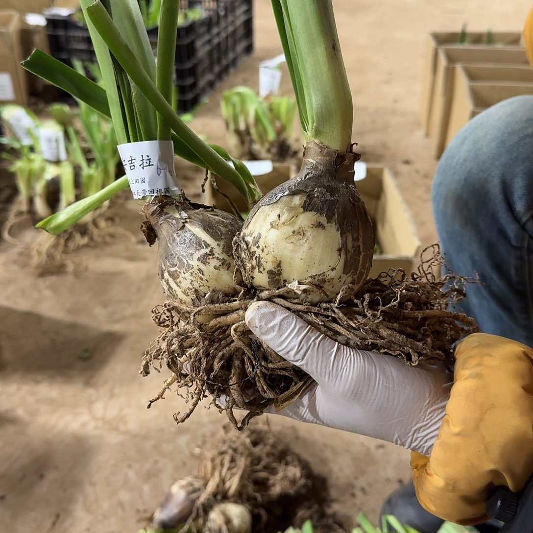 安吉拉6+6发发发