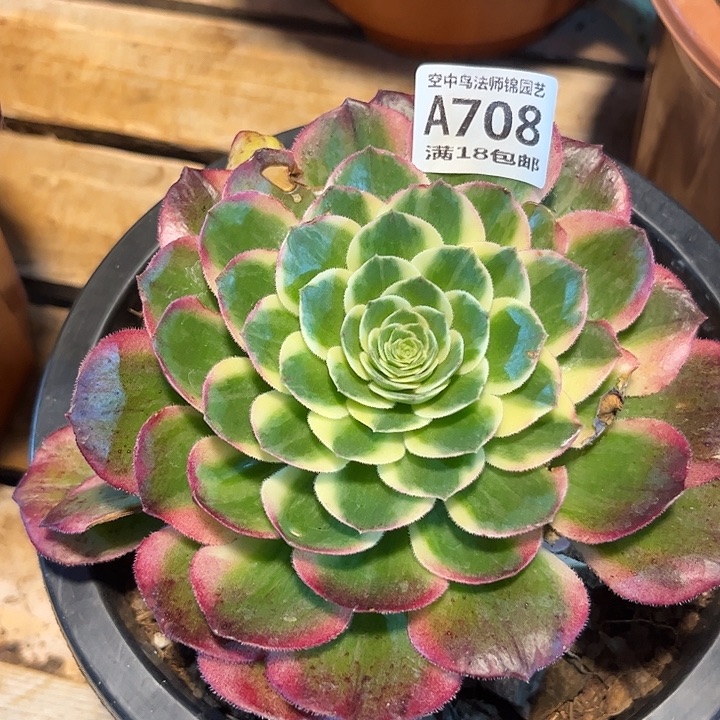 708粉体海王多肉植物