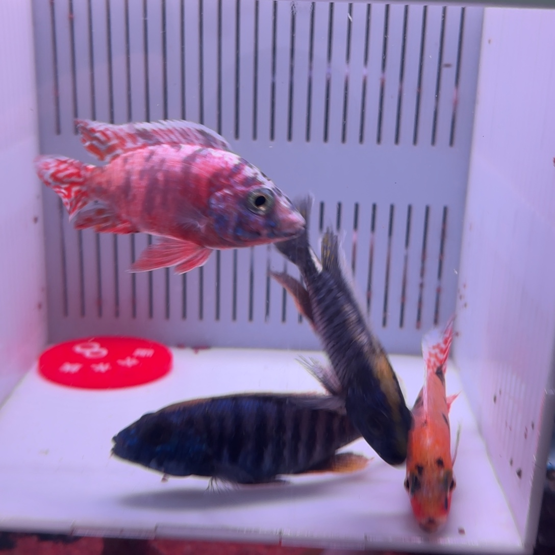 慈鲷鱼直播8号，买2送2