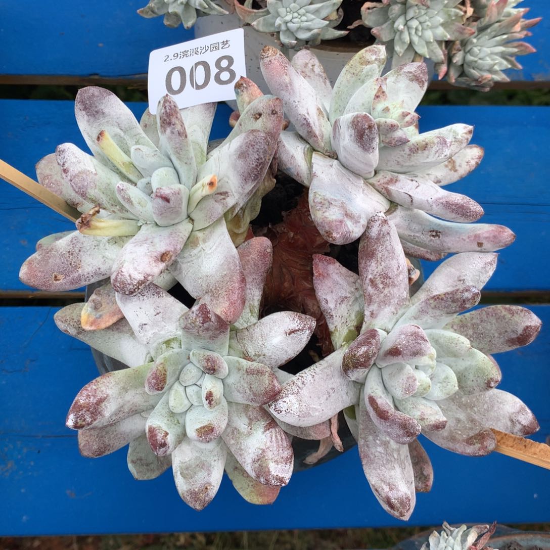 拇指008多肉植物