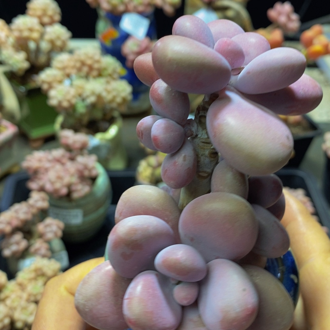 289 桃蛋8 厘米多肉