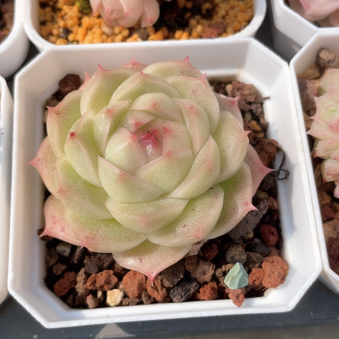 麦秆麦秆圆包透8161