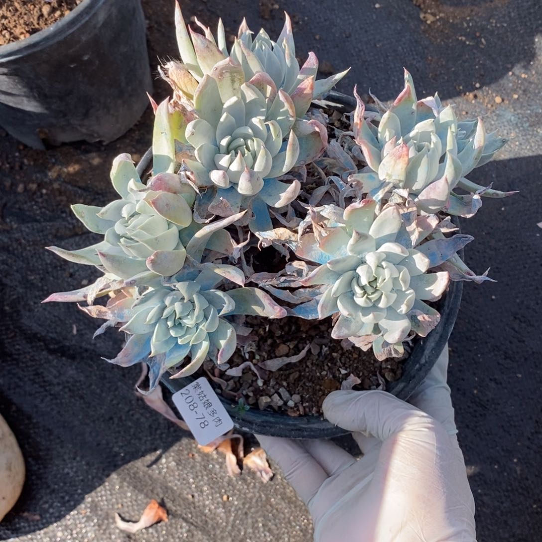 78号苹果叶瑕疵瑕疵