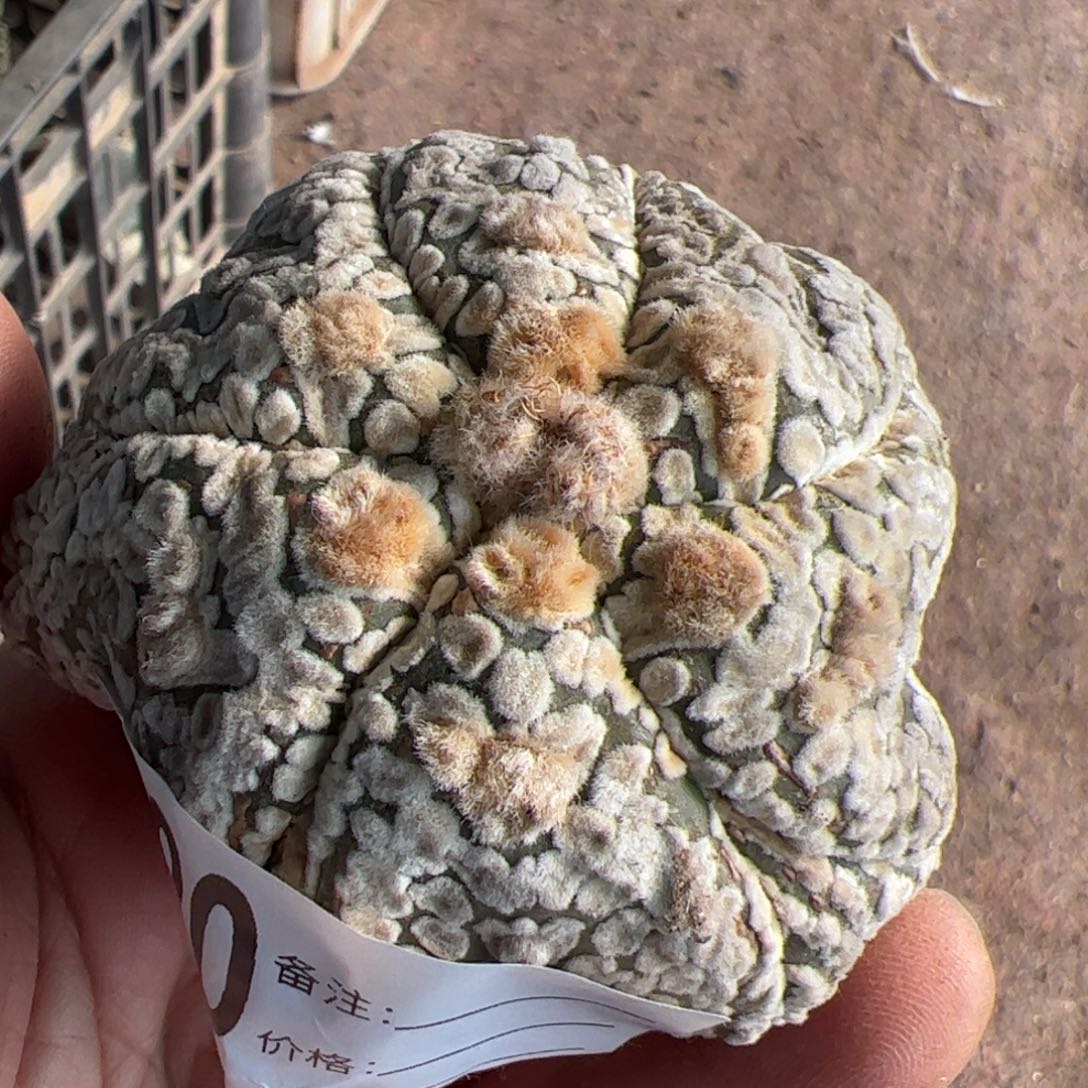 螺旋海星兜木心根720