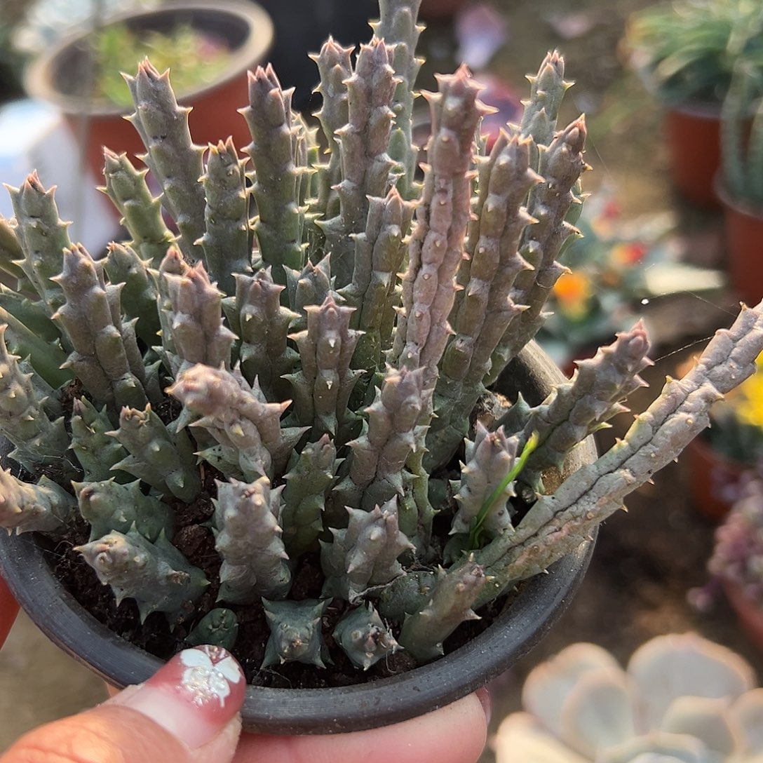 多肉植物姬龙角开花