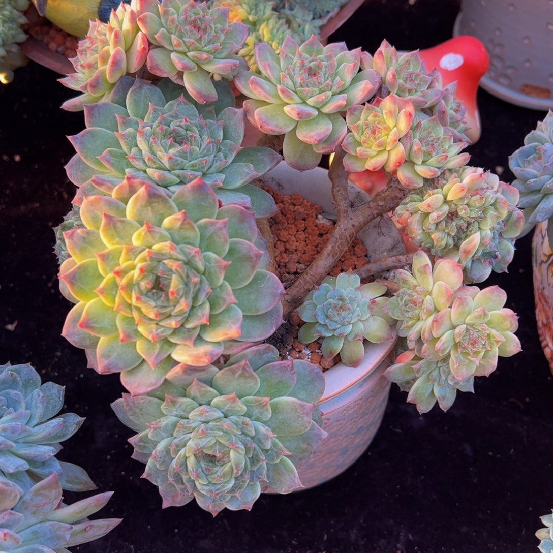 小桃花冰魄朵朵20头