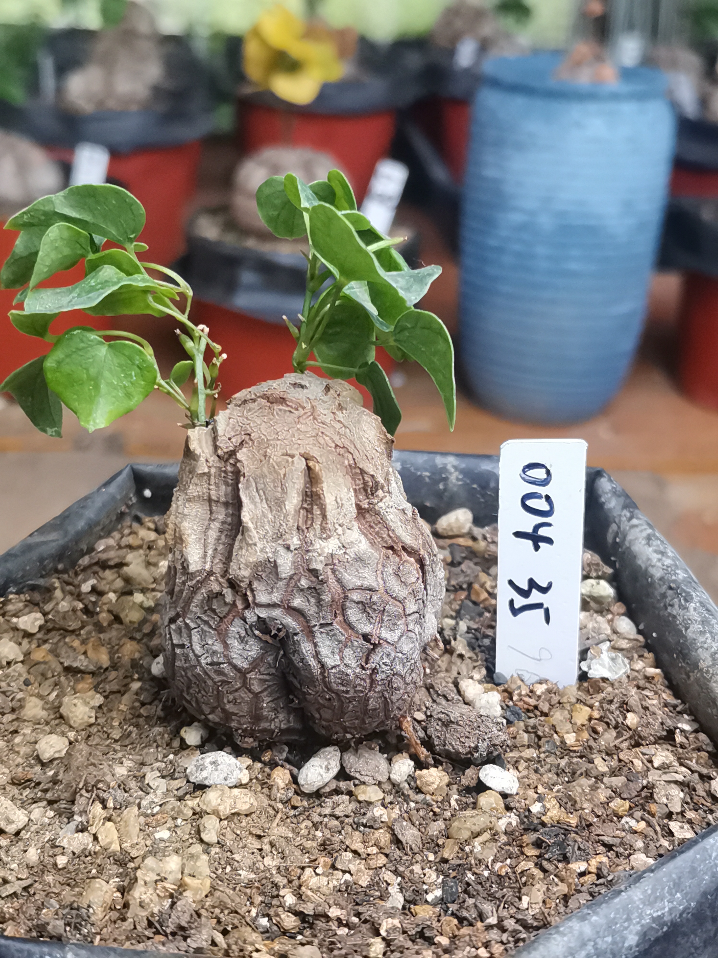 004南非块根植物龟甲龙