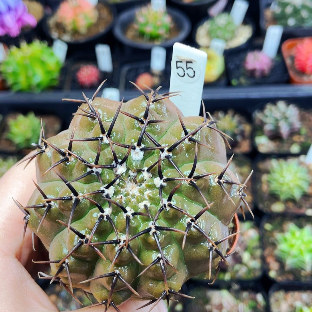 非偏远地区满25包邮仙人球