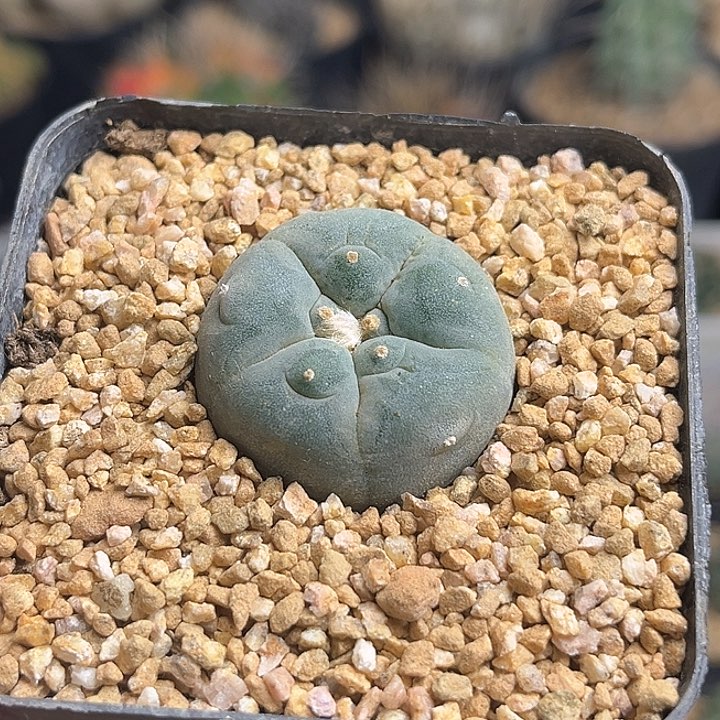 海鲜实生球一颗3公分