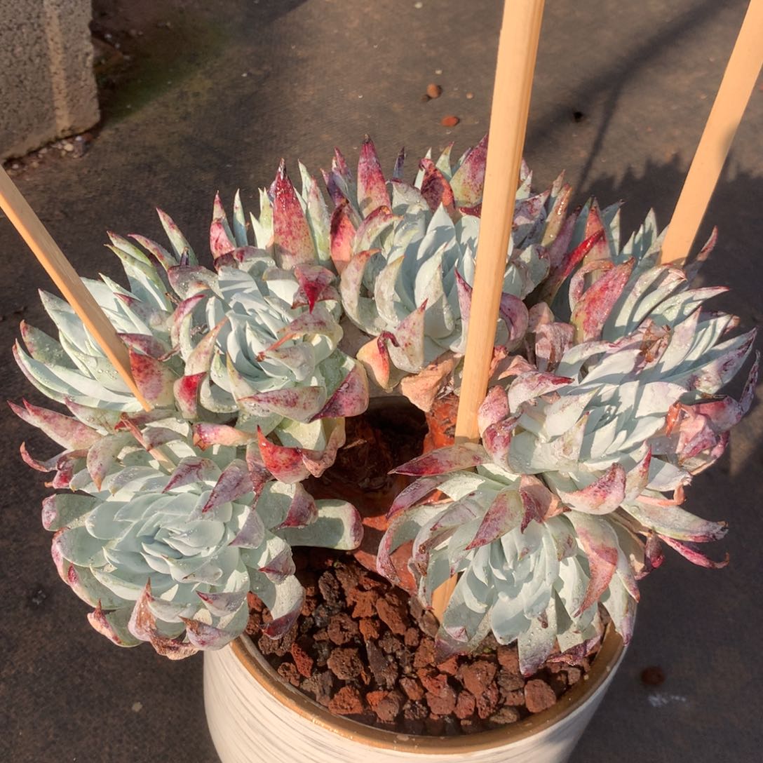 苹果叶雪山二代，多肉植物
