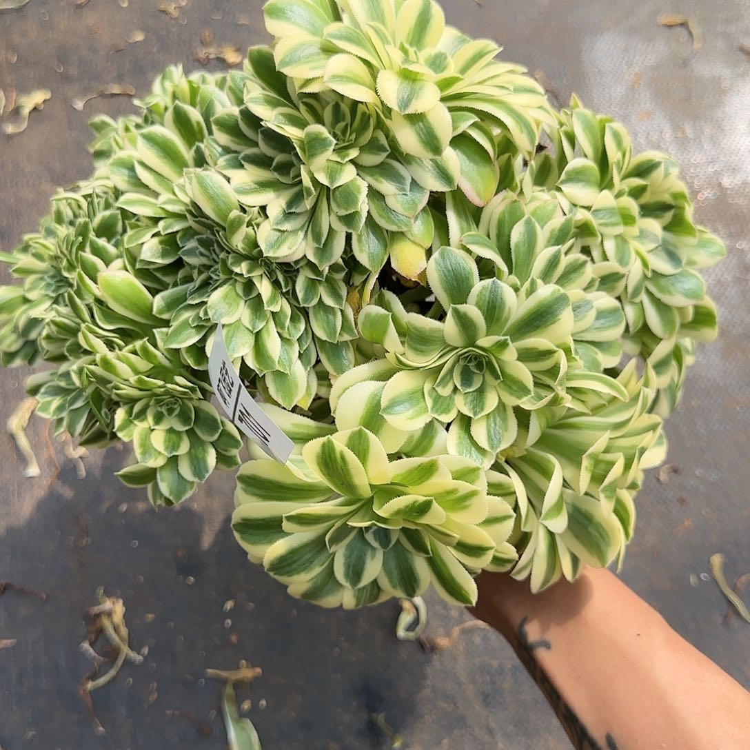 平*福701多肉 迈巴赫缀法师