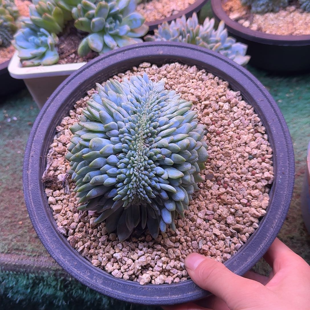 星影树缀无砍多肉鸡腿
