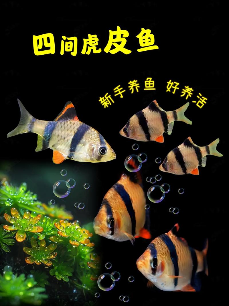 四间虎皮鱼观赏鱼新手好养热带低氧耐活条纹虎皮鱼