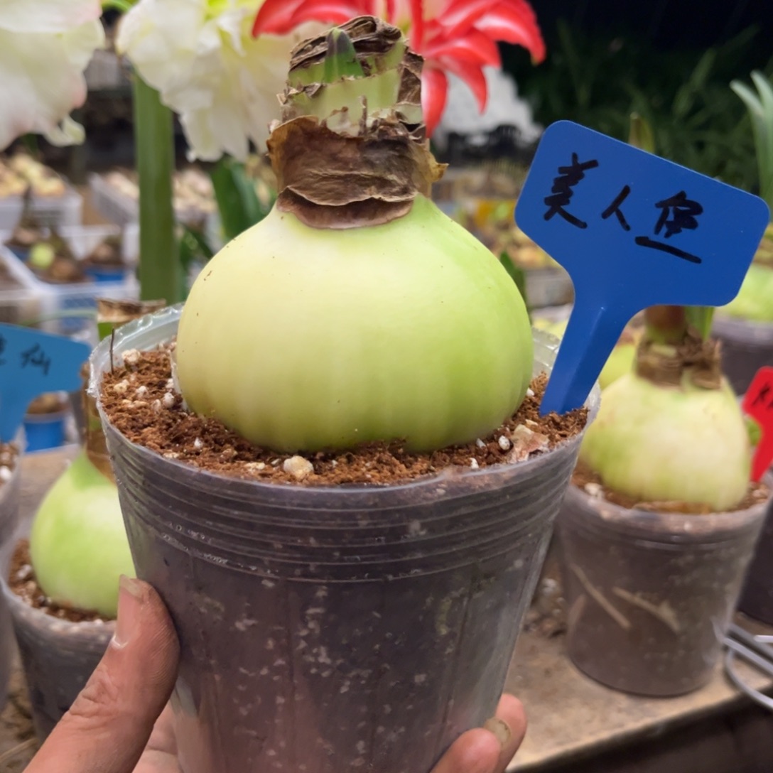 尝***草美人鱼朱顶红没根