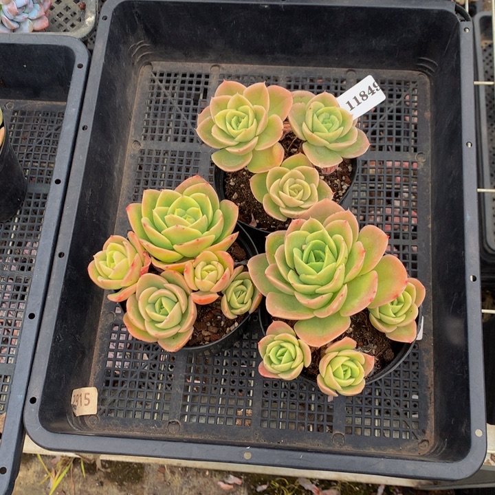 11849三个嗯嗯嗯嗯嗯嗯嗯好喜欢