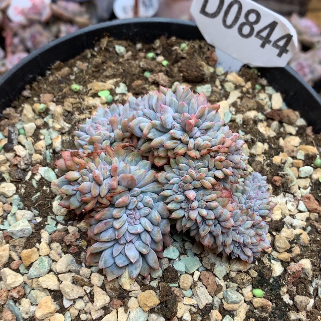 D0844 星影缀 小可爱