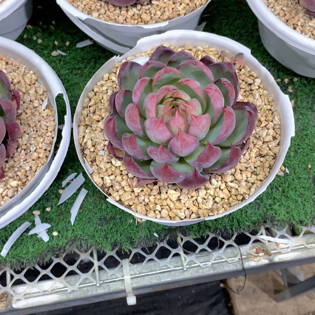 袁***袁惊鸿多肉植物单头