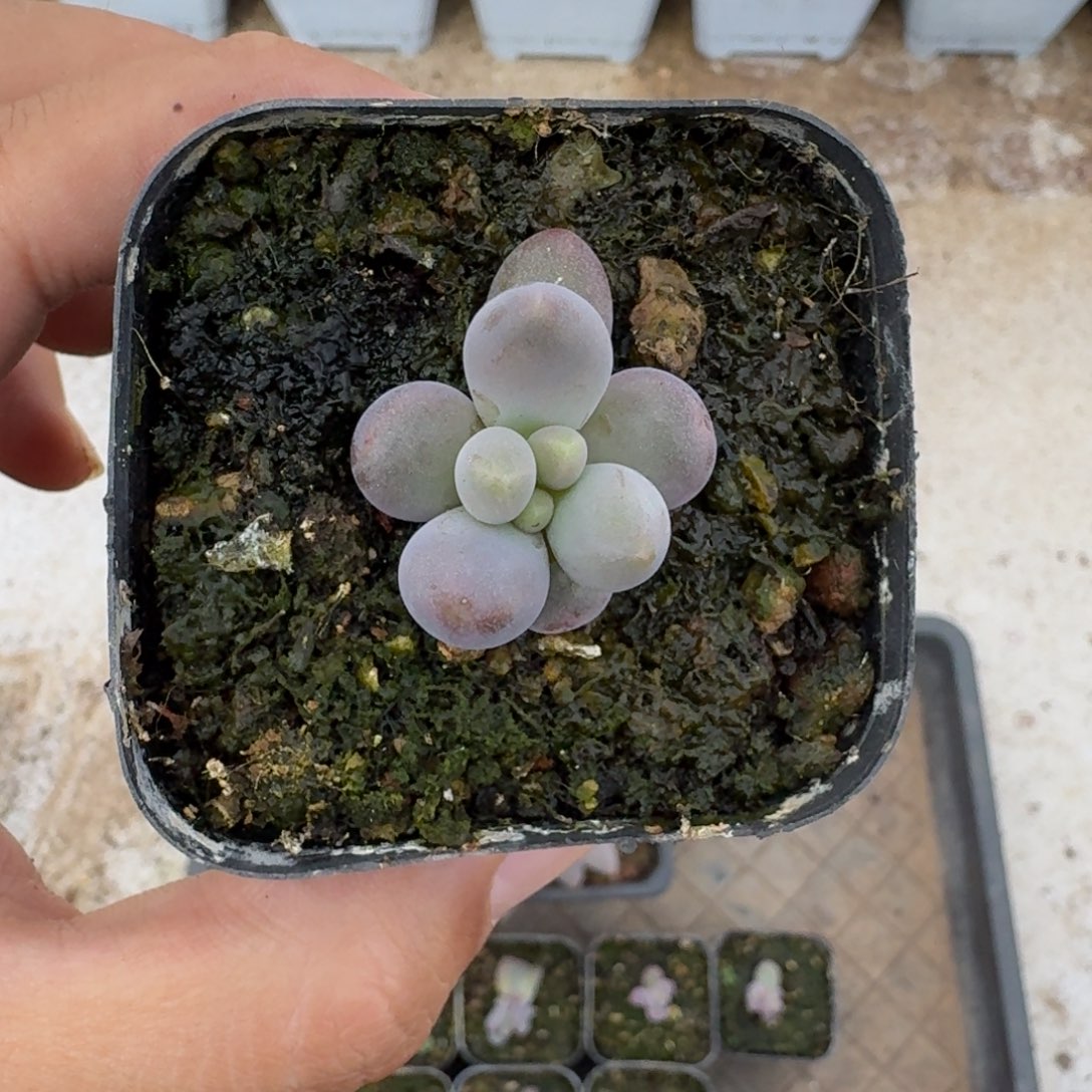 胖烟花 叶插 一物一拍