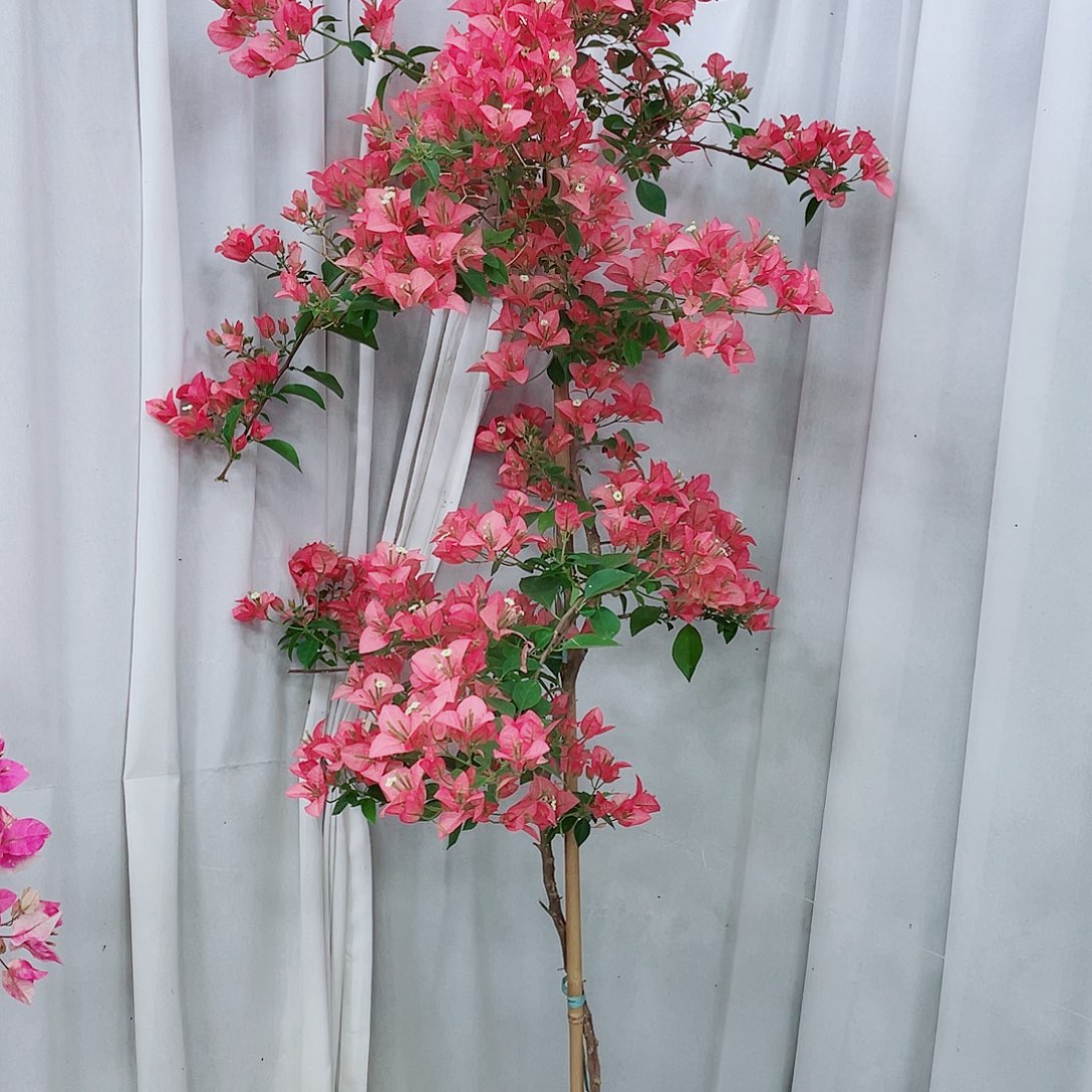 完全开放卡亚塔1234