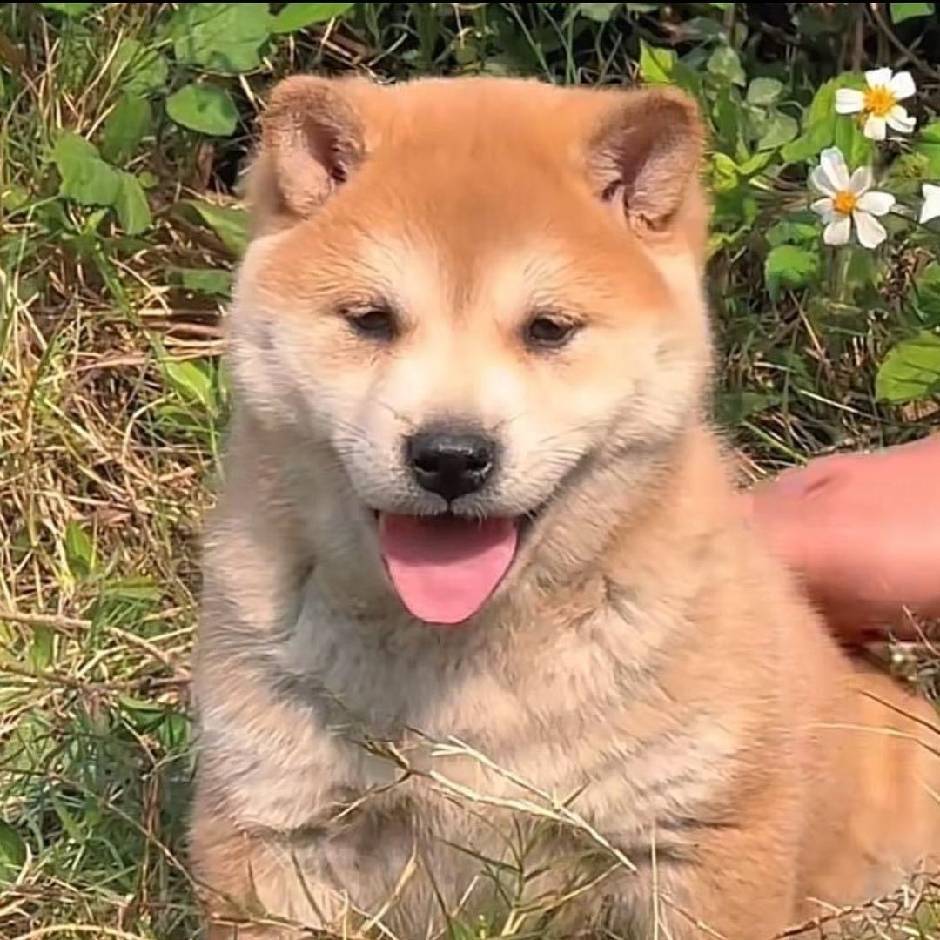 中华田园犬幼犬纯种