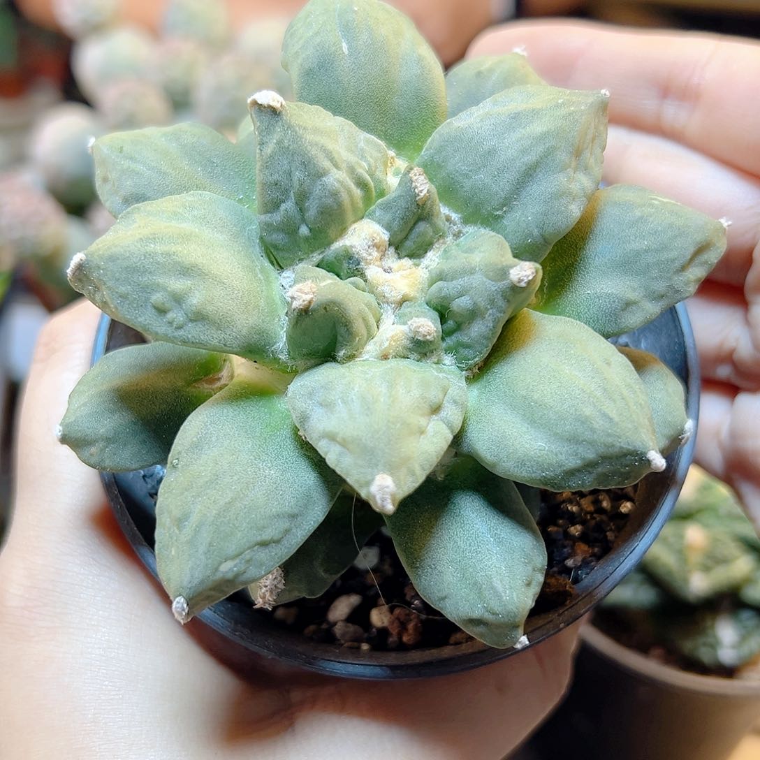 晚20号花牡丹带怒自根9.1公分