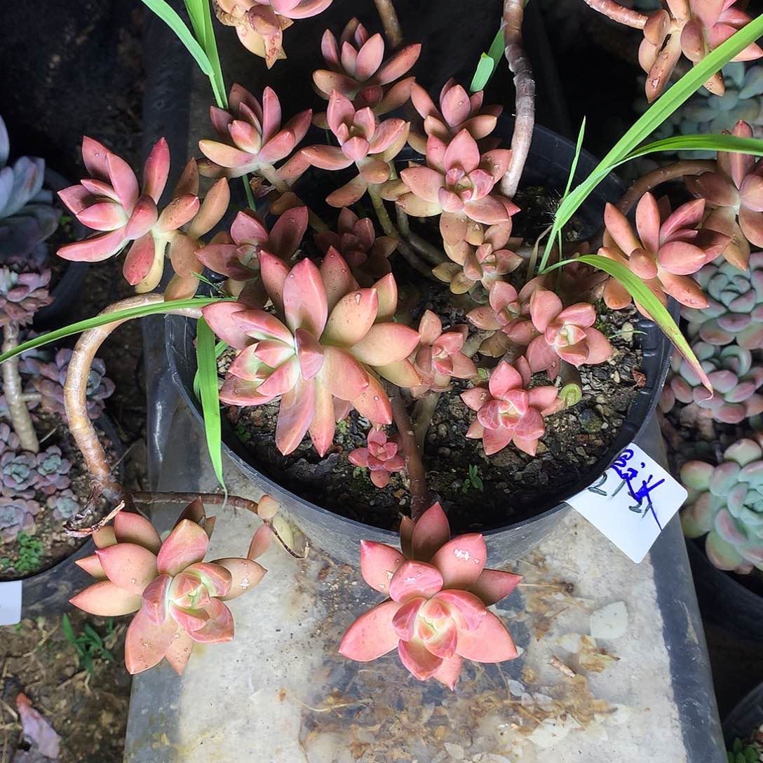 超*义布丁一物一拍21-21