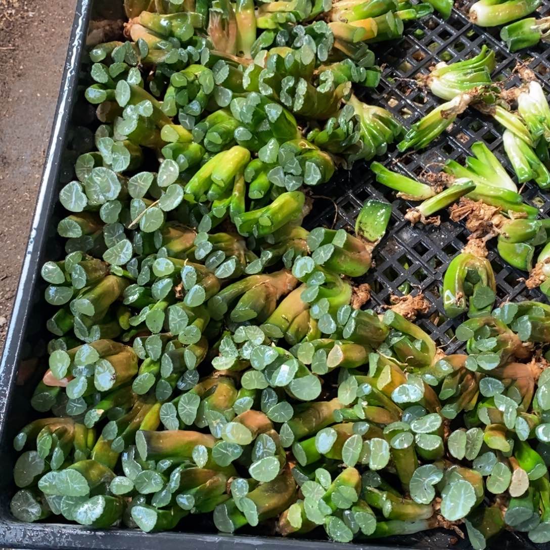 126 一颗实生小万象 新年整点福利