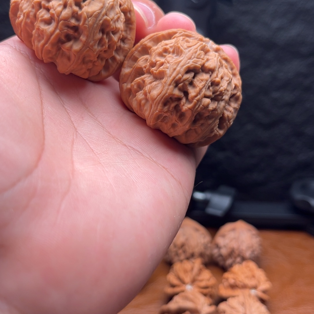 44白狮子肉球牛对