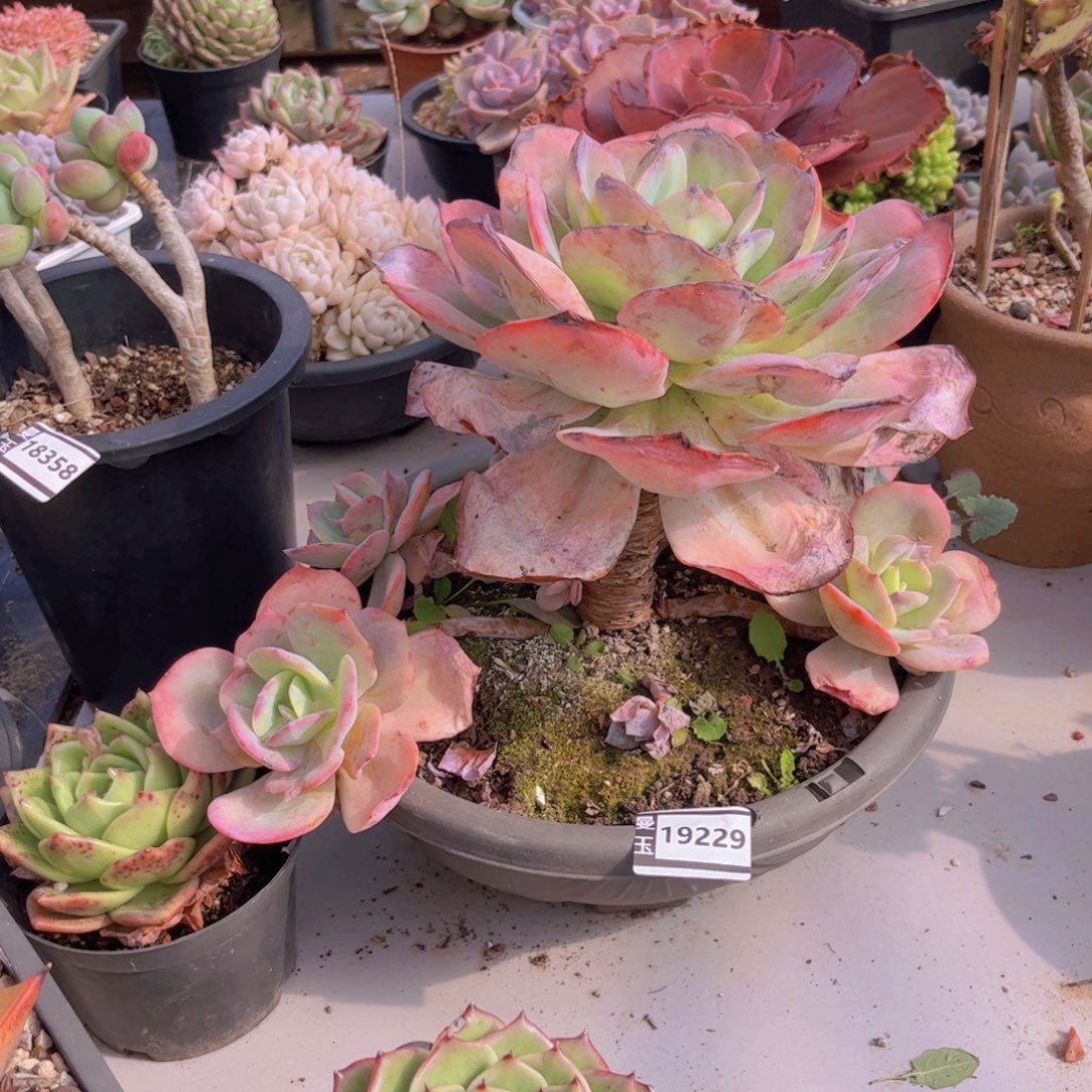 #***！雪凤处理多肉植物19229