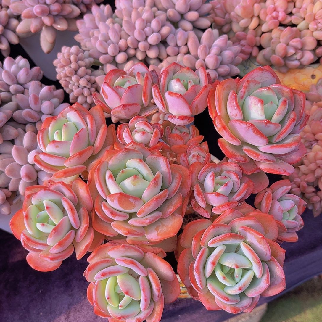 白月光多肉植物多肉