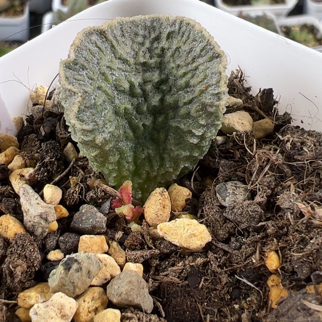 红玫瑰叶插苗大苗