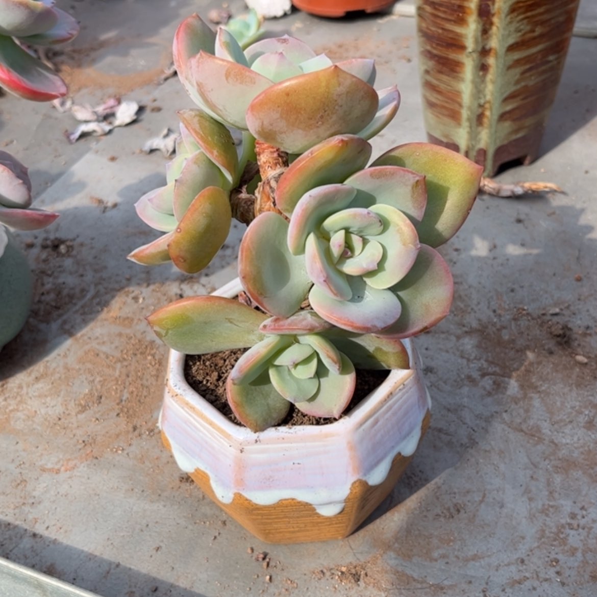 【闪购商品】无花朵风**吹