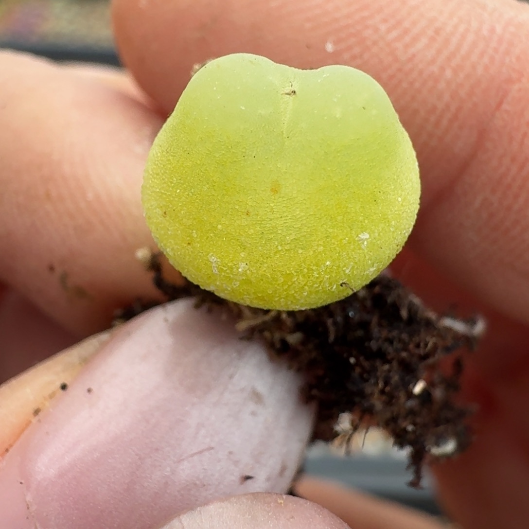 96拉拉尺寸1.1。000000000000