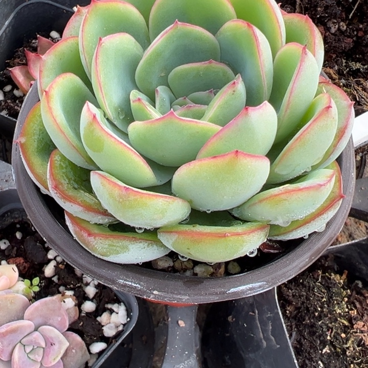 晨露多肉植物9盆多肉植物