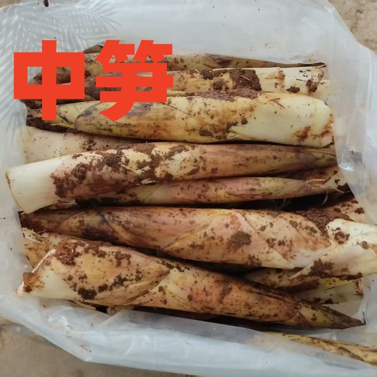 正宗江西大山新鲜砻糠雷竹笋现挖带壳新鲜黄泥雷笋