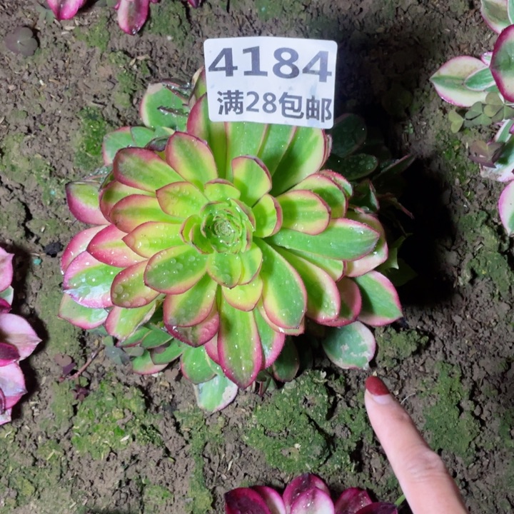 4184二号棚火狐多肉B